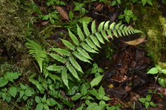 Metathelypteris gracilescens