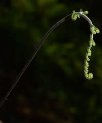 Metathelypteris gracilescens