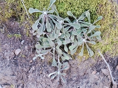 Antennaria marginata