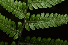 Metathelypteris gracilescens