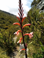 Watsonia tabularis