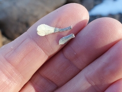 Antennaria marginata