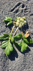 Glehnia littoralis