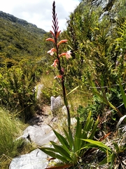 Watsonia tabularis