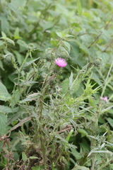 Carduus crispus
