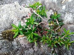 Erica petiolaris