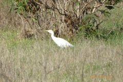 Bubulcus ibis