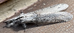 Acanthaclisini