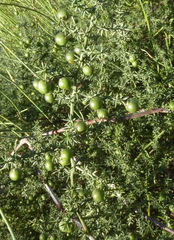 Asparagus aphyllus