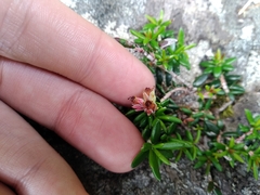 Erica petiolaris