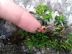 Erica petiolaris