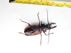 Macrodontia dejeani
