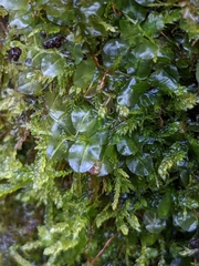 Rhizomnium punctatum