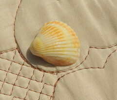 Cerastoderma glaucum