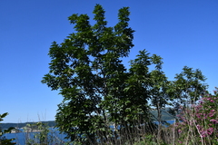 Fraxinus chinensis