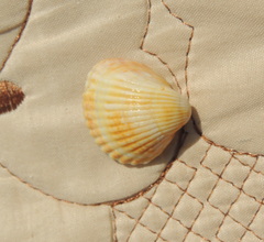 Cerastoderma glaucum