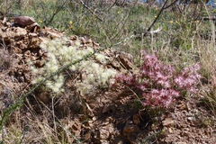 Calliandra eriophylla