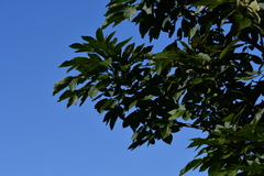 Fraxinus chinensis