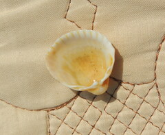 Cerastoderma glaucum