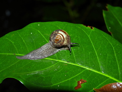 Proserpinellidae