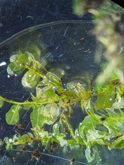 Rhizomnium punctatum