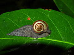 Proserpinellidae
