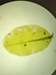 Rhizomnium punctatum