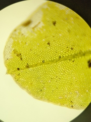 Rhizomnium punctatum