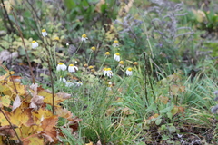 Tripleurospermum inodorum