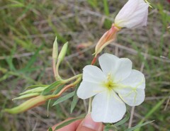Oenothera nuttallii