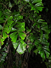 Aiphanes simplex