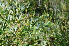 Salix integra