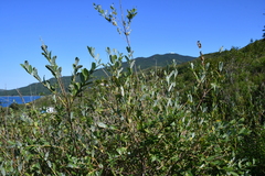 Salix integra