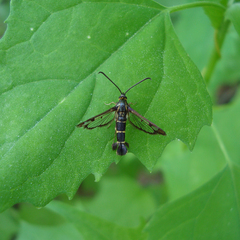 Synanthedon