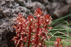 Corallorhiza maculata occidentalis