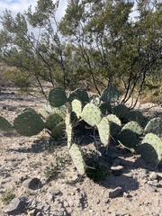 Opuntia