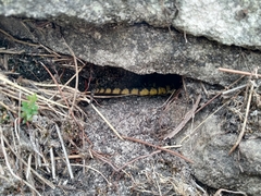 Pseudocordylus microlepidotus microlepidotus