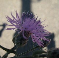 Centaurea stoebe