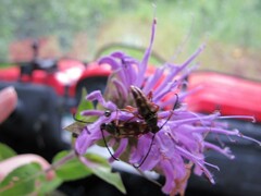 Typocerus velutinus
