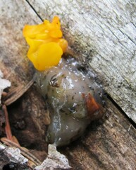 Dacrymyces chrysospermus
