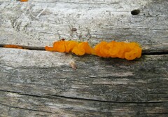 Dacrymyces chrysospermus