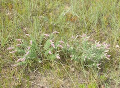 Dalea villosa