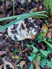 Lactarius controversus