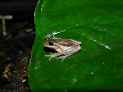Dendropsophus praestans