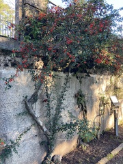 Pyracantha