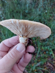 Lactarius controversus