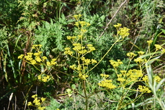 Patrinia scabiosifolia