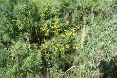Patrinia scabiosifolia