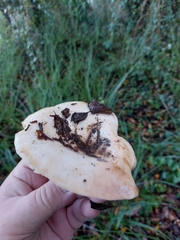 Lactarius controversus