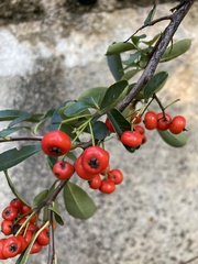 Pyracantha
